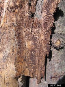 A tree eaten by a bark beetle