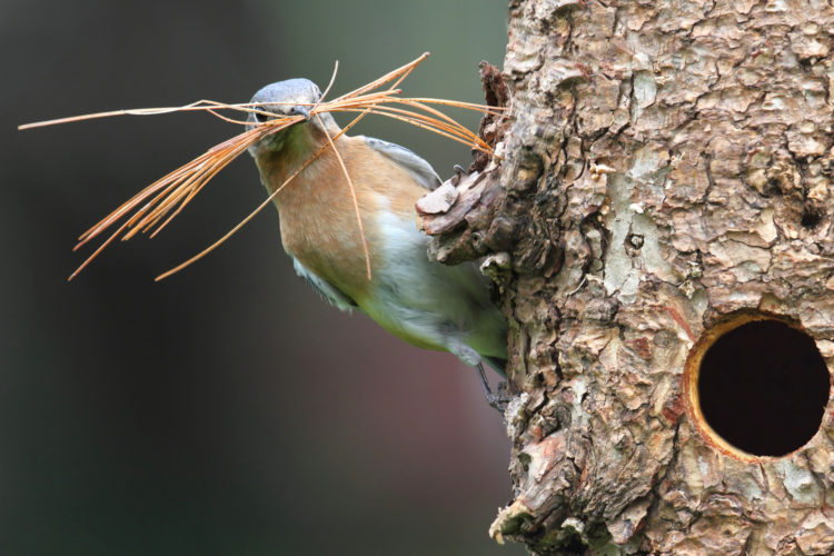 Bird on tree with twigs in mouth