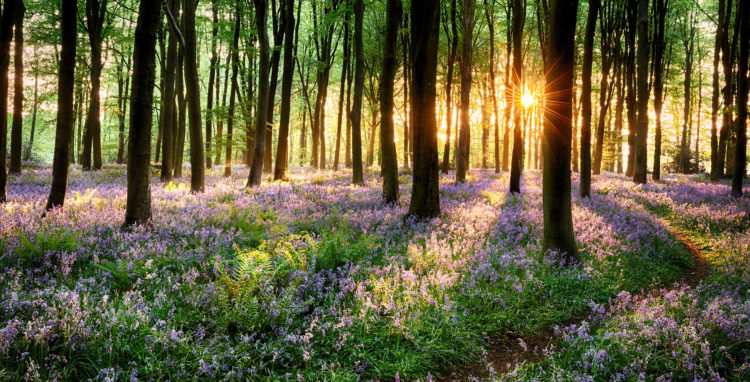 Path through bluebell woods in early morning sunrise