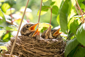 four baby birds in nest