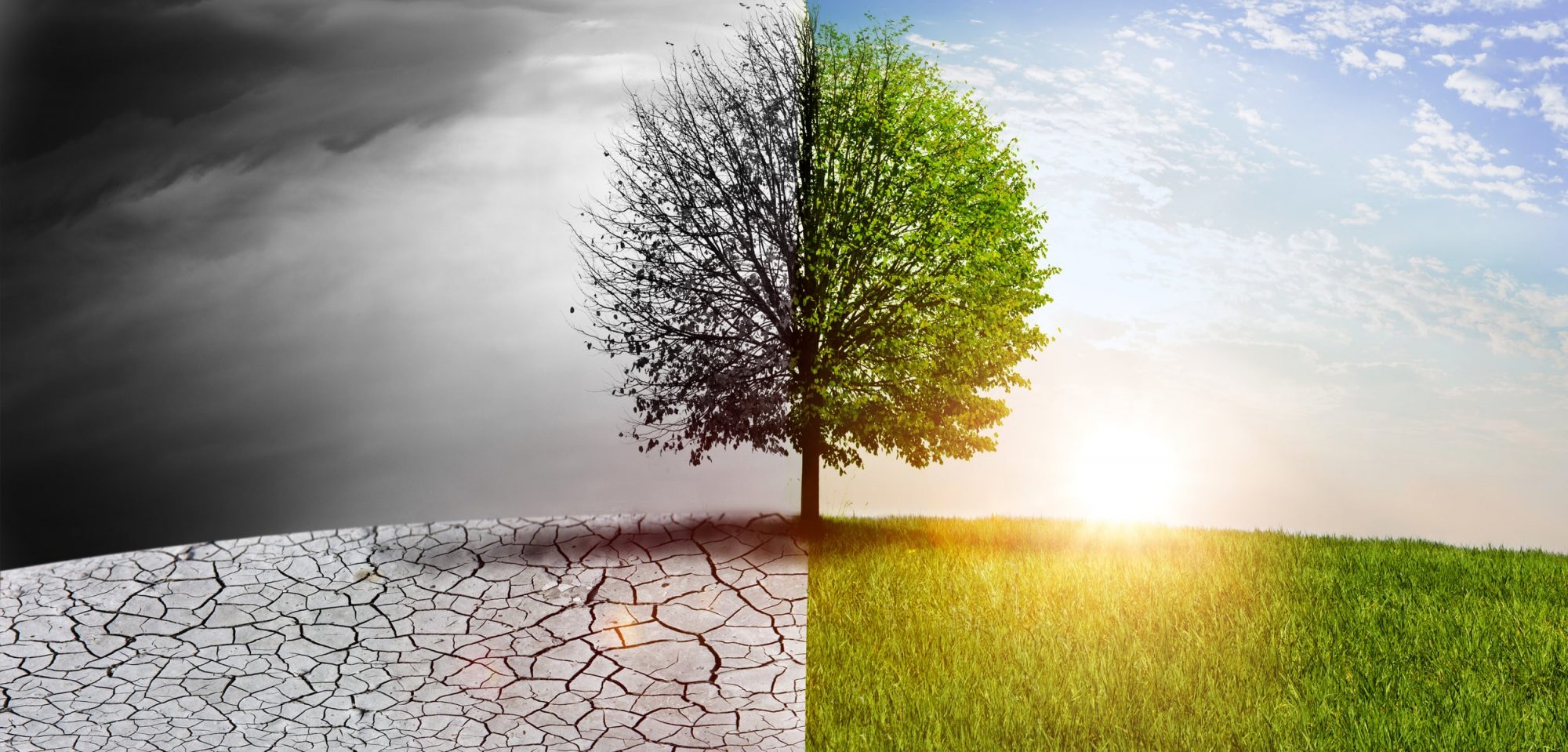 What happens to trees in drought? - Wilson Tree Surgery