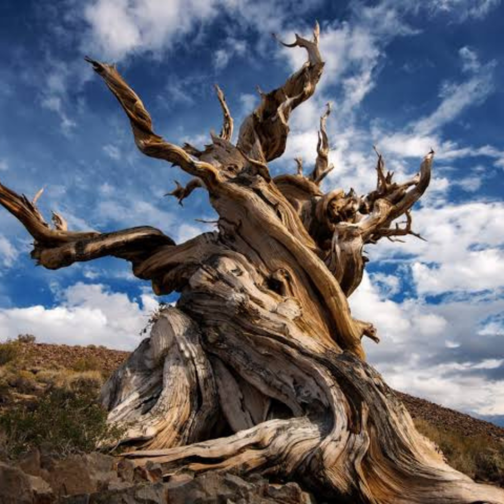 The World's Oldest Trees - Wilson Tree Surgery