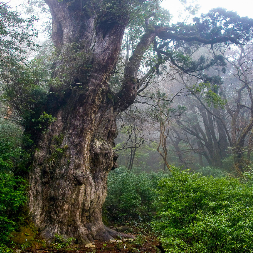 The World's Oldest Trees - Wilson Tree Surgery