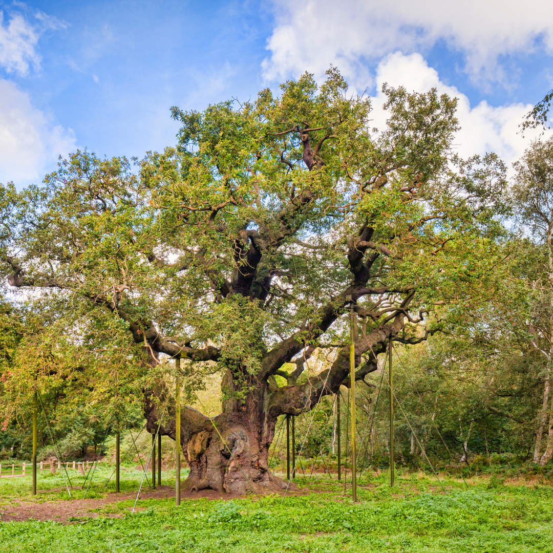 Iconic UK Trees - Wilson Tree Surgery