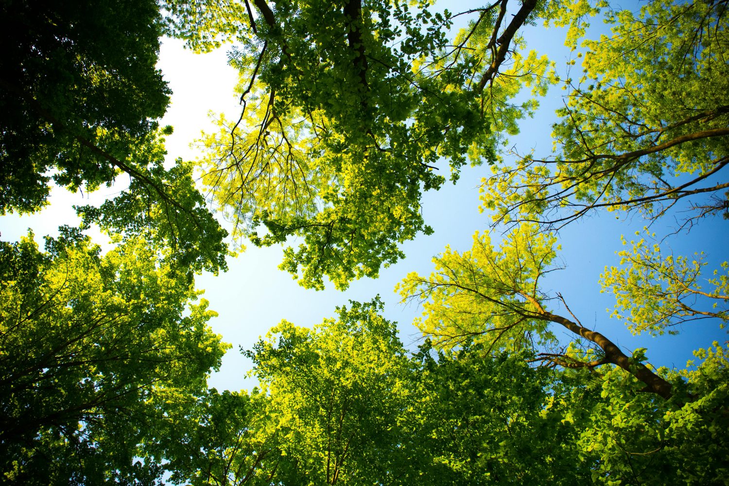 What Happens to Trees in the Spring - Wilson Tree Surgery
